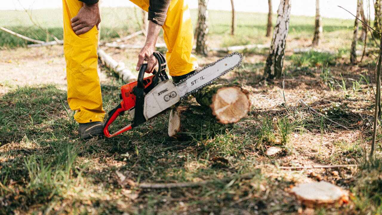 Trusted Berlin, NH Tree Service Experts